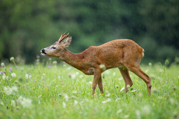 Young Roe Deer buck  (capreolus capreolus) during rain on the flowering meadow (year 2023)
