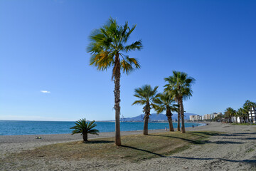 Palm trees on the seashore. Sea coast in Malaga, Andalusia, Spain. Walk along the seafront