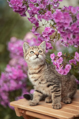 Naklejka na ściany i meble Photo of a striped kitten near flowers.