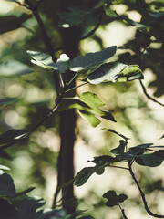 nature in a mountain village in spain near a river and inside a forest