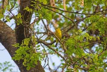 Yellow Common Iora (Aegithina tiphia) bird perching on the tree with green leaf background.