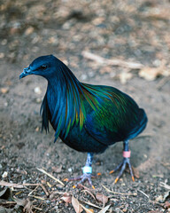 Nicobar pigeon