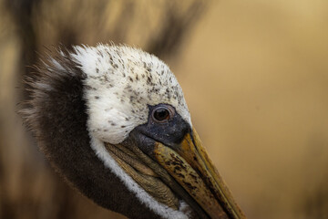 2023-08-17 A CLOSE UP PROFILE SHOT OF A BROWN PELICAN AT THE LA JOLLA COVE LOOKING RIGHT IN THE FRAME WITH A BLURRY BACKGROUND