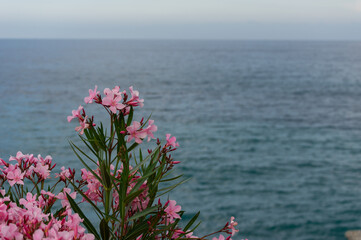 Pink multiheaded flowers blossoming outdoors by the Mediterranean sea