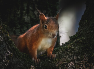 Neugieriges Eichhörnchen im Baum