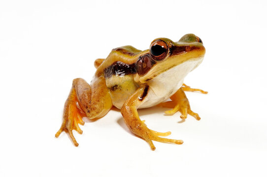 Common green frog // Rotohrfrosch (Hylarana erythraea) - Thailand 