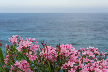 Pink multiheaded flowers blossoming outdoors by the Mediterranean sea