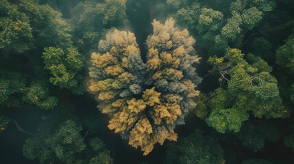 Naklejka na ściany i meble Leaves and branches in form of human lungs with forest on backdrop. Forest as lungs of planet concept. Forest rainforest aerial view shape of lungs human lungs respiratory system.