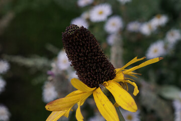 Blumen