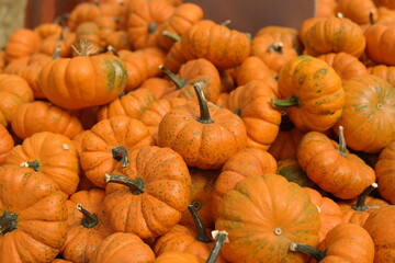 pile of pumpkins