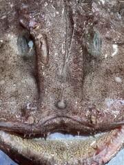 the head of a large fish on the counter in a store