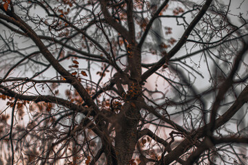 Autumn dry tree branches against the background of the evening s