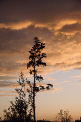 Obraz na płótnie Canvas A tree on the background of an orange sunset.