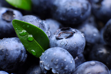 Background of fresh blueberries with leaves macro closeup, concept of organic wholesome food