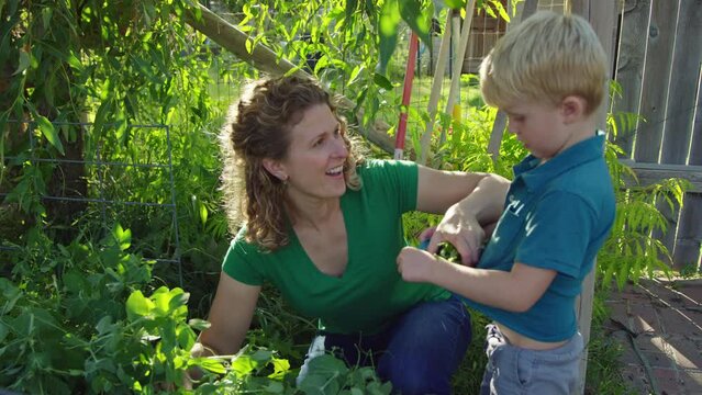 Mother enthusiastically places harvested snap peas in son's shirt, family garden