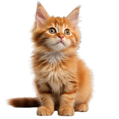 Kitten with orange fur