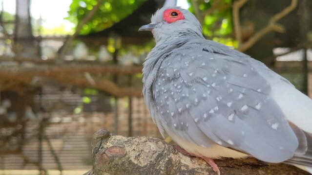 pigeon on the fence.Diamond Dove.Geopelia cuneata.