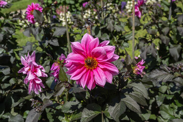 The dahlia (name, Fascination) in the dahlia garden Baden Baden near the lichtentaler alley. Baden Baden, Baden Wuerttemberg, Germany