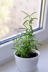 Rosemary in pot on window sill at home