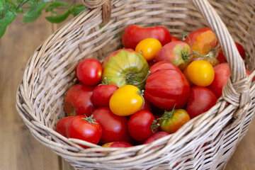 Red and yellow tomatoes in basket