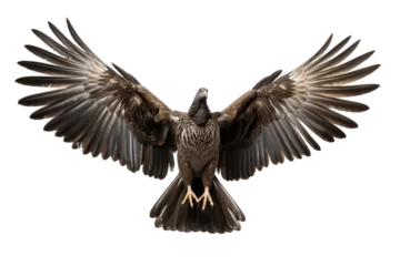 Foto op Plexiglas Wild Turkey Bird Wings Isolated on a Transparent Background. AI © Usmanify