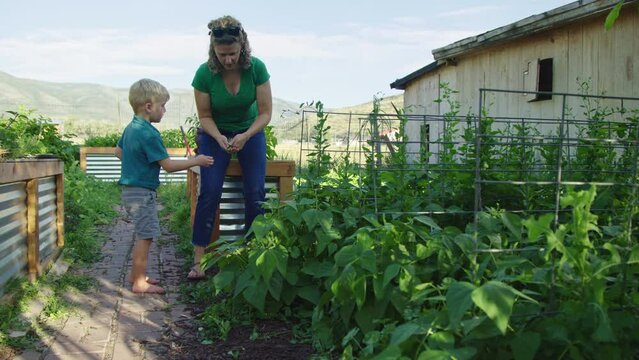 Woman and mother gives son handful of snap peas during family garden harvest