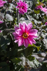 The dahlia (name, Fascination) in the dahlia garden Baden Baden near the lichtentaler alley. Baden Baden, Baden Württemberg, Germany