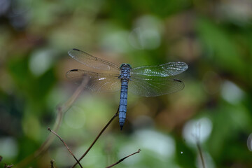 dragonfly on a branch