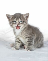 Charming gray kitten on a white background, looking into the camera with its large eyes