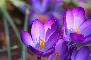 	
Purple crocuses flowering in Spring	