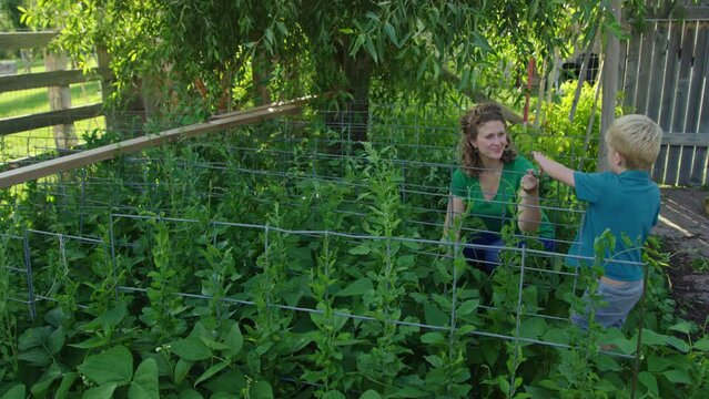 Woman happily gives son handful of snap peas during family garden harvest