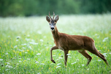Young Roe Deer buck (capreolus capreolus) in the wet grass after rain