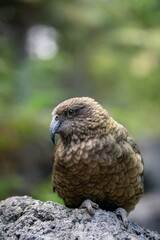Obraz premium Closeup of a kea bird perched on a rock, its vibrant green feathers shining in the sunlight