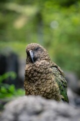 Closeup of a kea bird perched on a rock, its vibrant green feathers shining in the sunlight