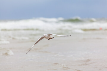 Seagull in the natural environment on the Baltic Sea.
