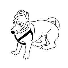 Funny puppy. Black and white linear drawing of a dog