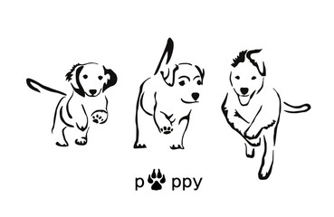 Fototapeta na wymiar Three running puppies: Dachshund, Labrador and Australian Shepherd. Gestalt animal image