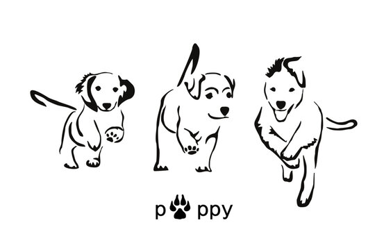 Three running puppies: Dachshund, Labrador and Australian Shepherd. Gestalt animal image