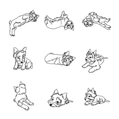 Naklejka premium Set of drawings of the Yorkshire Terrier puppy in different poses. Dog Linear Vector