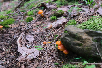 orange mushroom