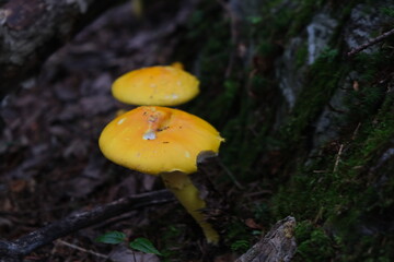 mushrooms in the forest