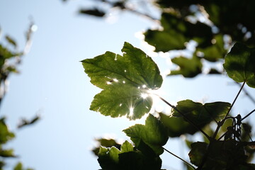 Leaf with sunlight shining through