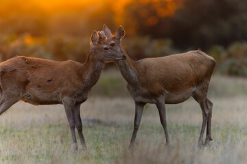 Two Barbary deer in a grassy field at sunset with a beautiful golden hue