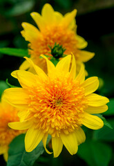 Thin leaf sunflowers bloom in a spring garden