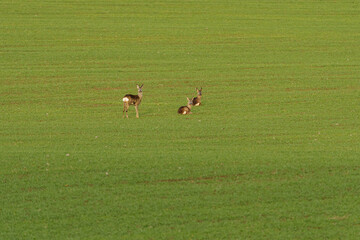 Young hidden deer grazing on juicy green grass.