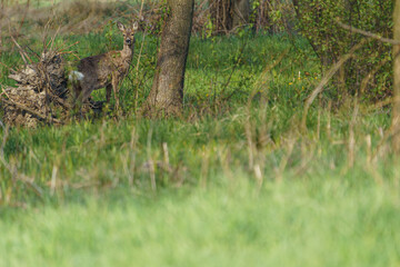 Young hidden deer grazing on juicy green grass.