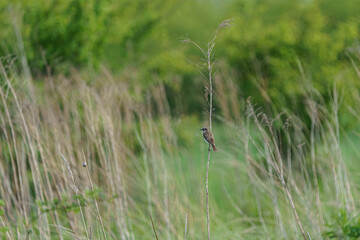 A bird on one blade of grass and a climbing snail on the other