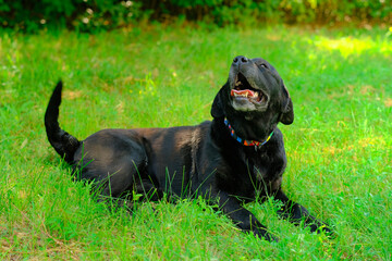 Happy labrador dog lies with his tongue hanging out in the grass in summer