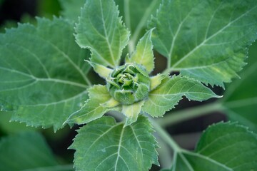 Closeup of green tendrils of a fresh sunflower © Jj Cintron/Wirestock Creators