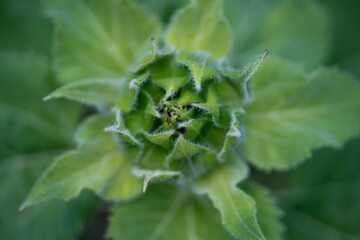 Closeup of green tendrils of a fresh sunflower